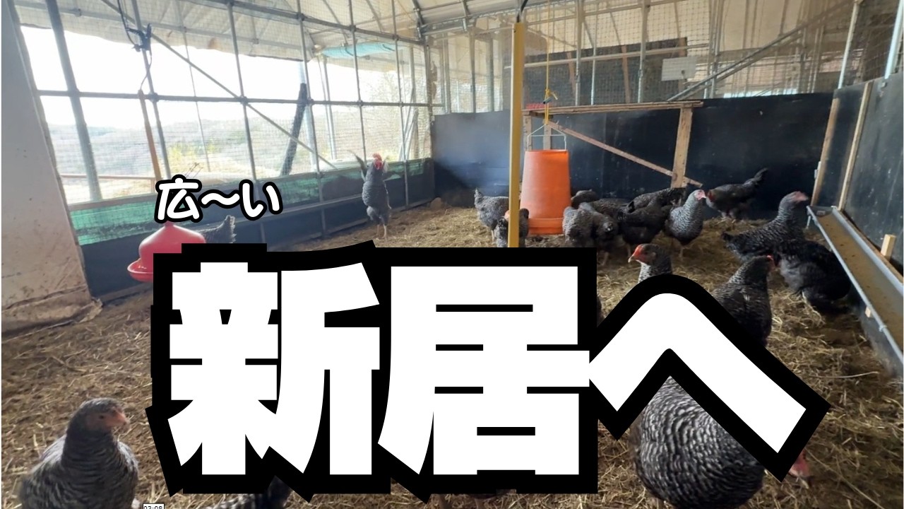 【初卵まであと少し】150日目の引っ越し。広々とした鶏舎で元気に走り出す「岡崎おうはん」たち