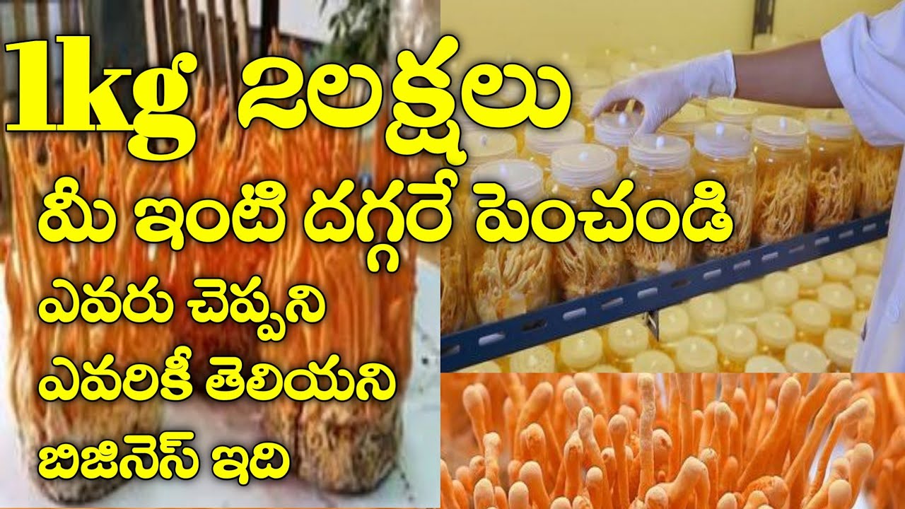 Cordyceps Militaris / మీరే King