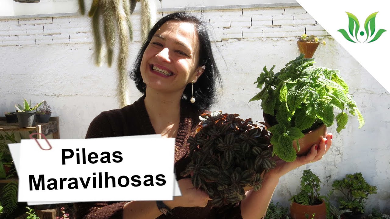 6 Pileas Maravilhosas!