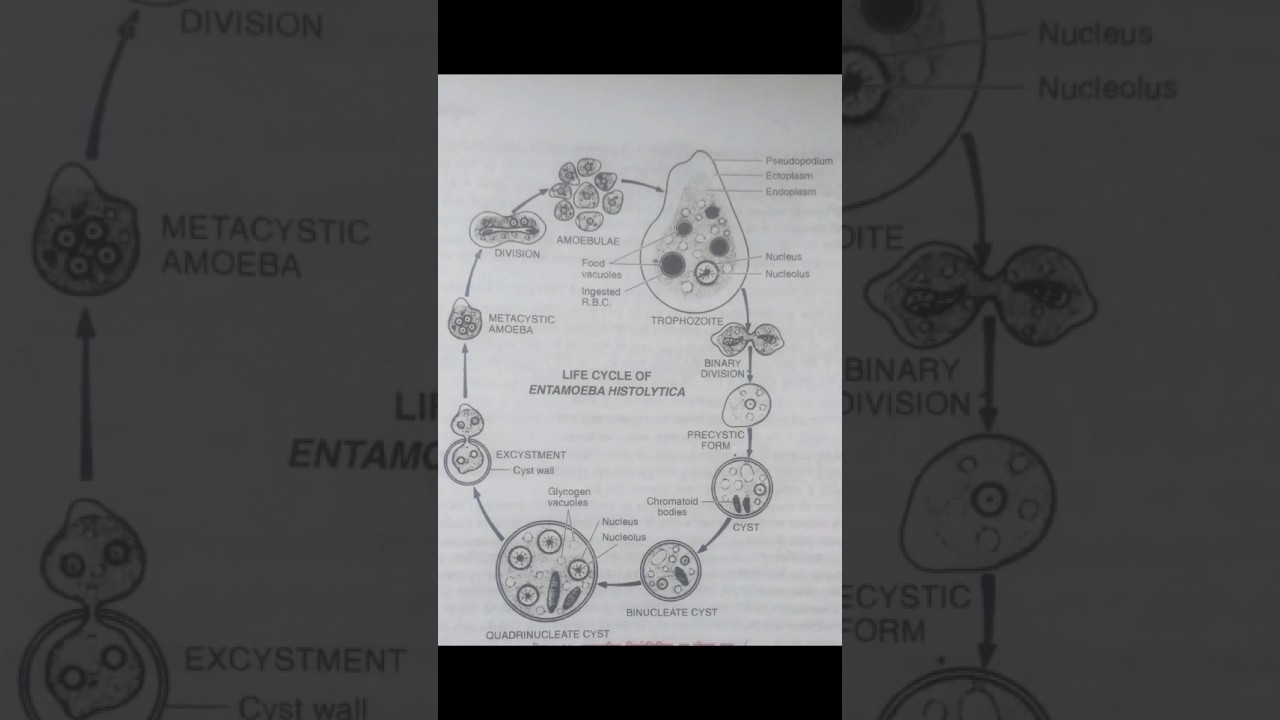 Life Cycle of ENTAMOEBA HISTOLYTICA 