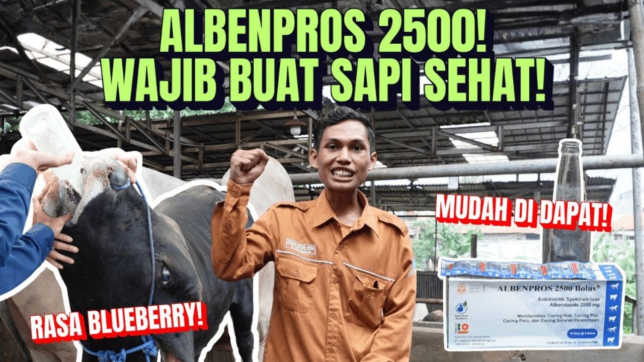 Ini Obat Cacing Yang di Pakai Sapibagus Berikuit tutorial Pemberiannya Oleh Mahasiswa Mercu Buana!