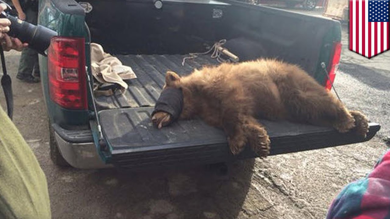Oso negro se esconde en un contenedor de basura y termina en un vertedero a 100km de distancia
