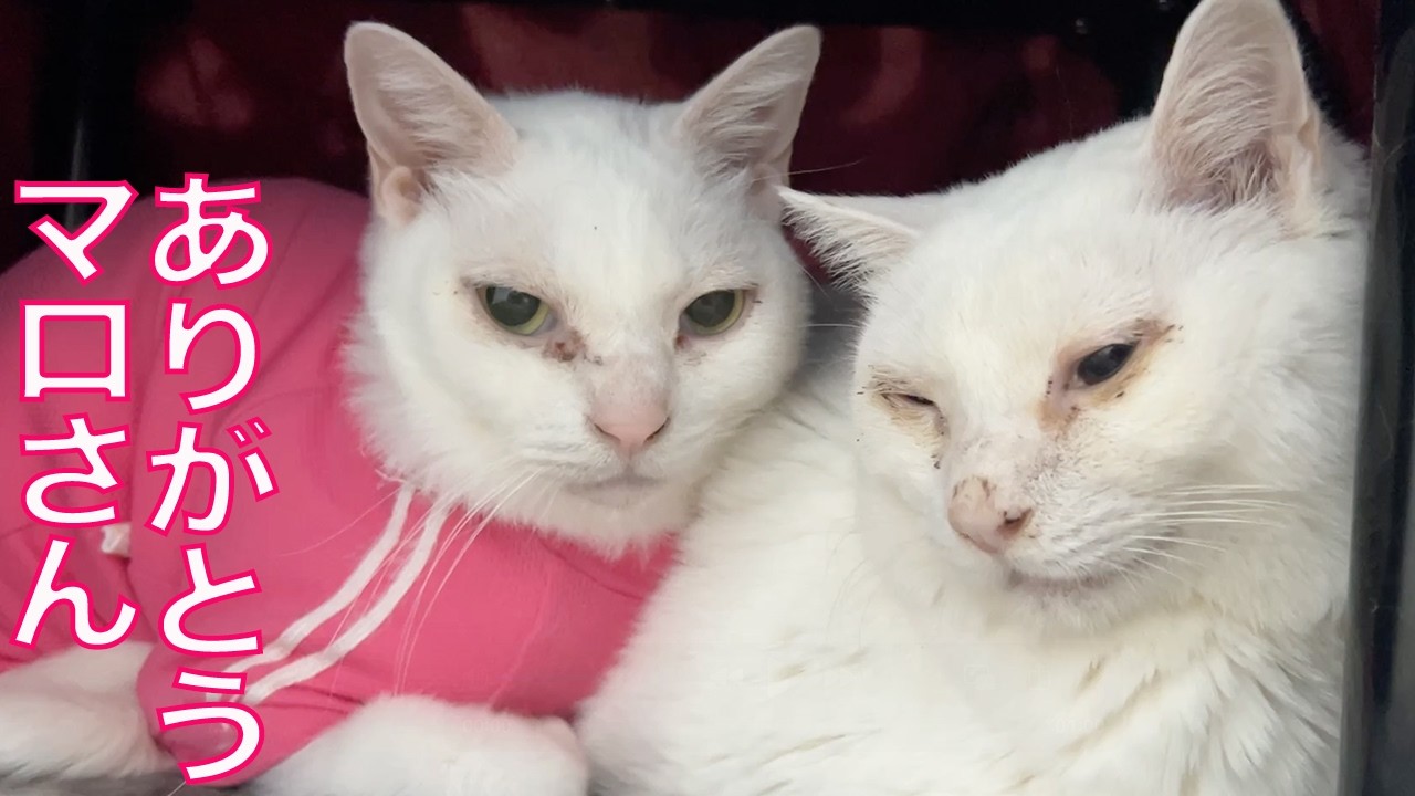 不調の珍獣、亡くした相棒の存在感　Our spacecat