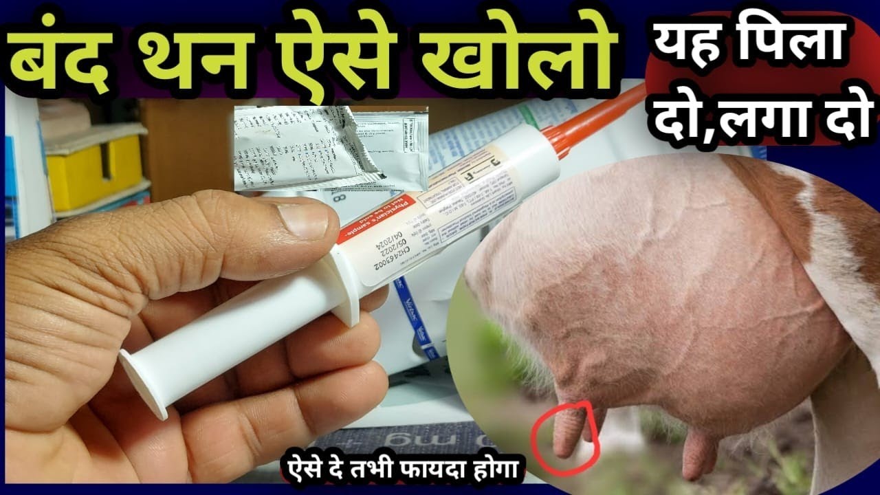 Band Than Kase Khole||बंद थन कैसे खोलें||Teat Obstruction||Teat se milk nai aa raha hai ye de👉