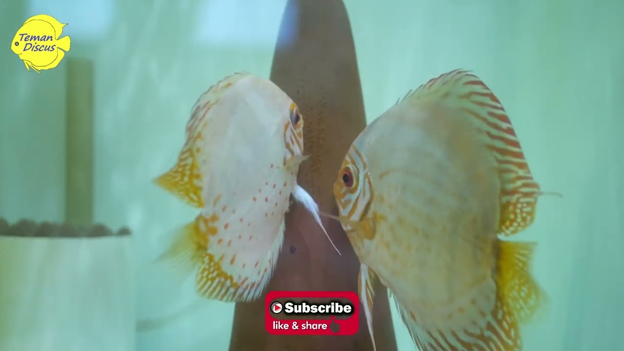 PROSES PEMIJAHAN INDUK DISCUS WHITE BUTTERFLY DAN MOZAIC TURQUIS