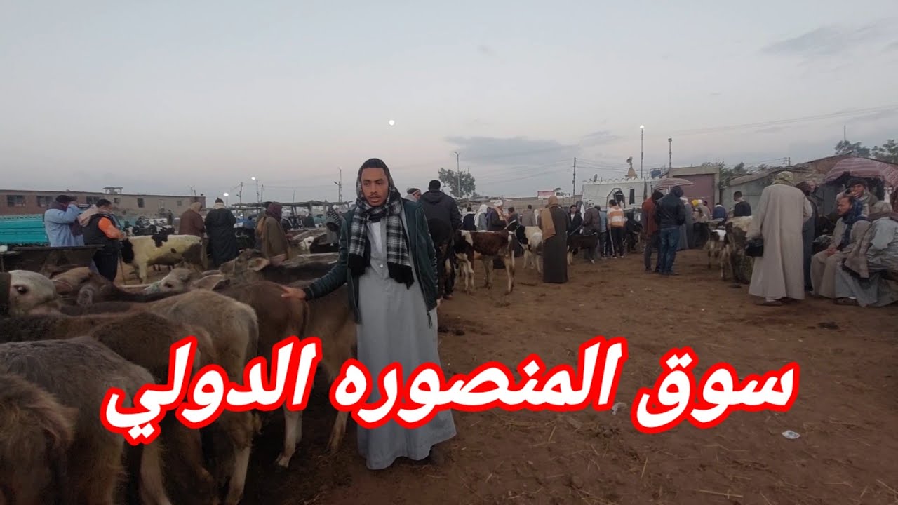 من سوق مواشي المنصوره اعرف اسعار العجول الجاموس اللي تدخل تسمين