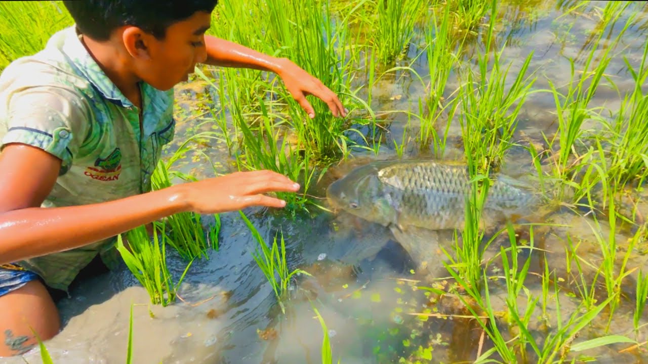 amazing hand fishing   - Smart  boys catching fish by hand - hand fishing from mud water part - 108