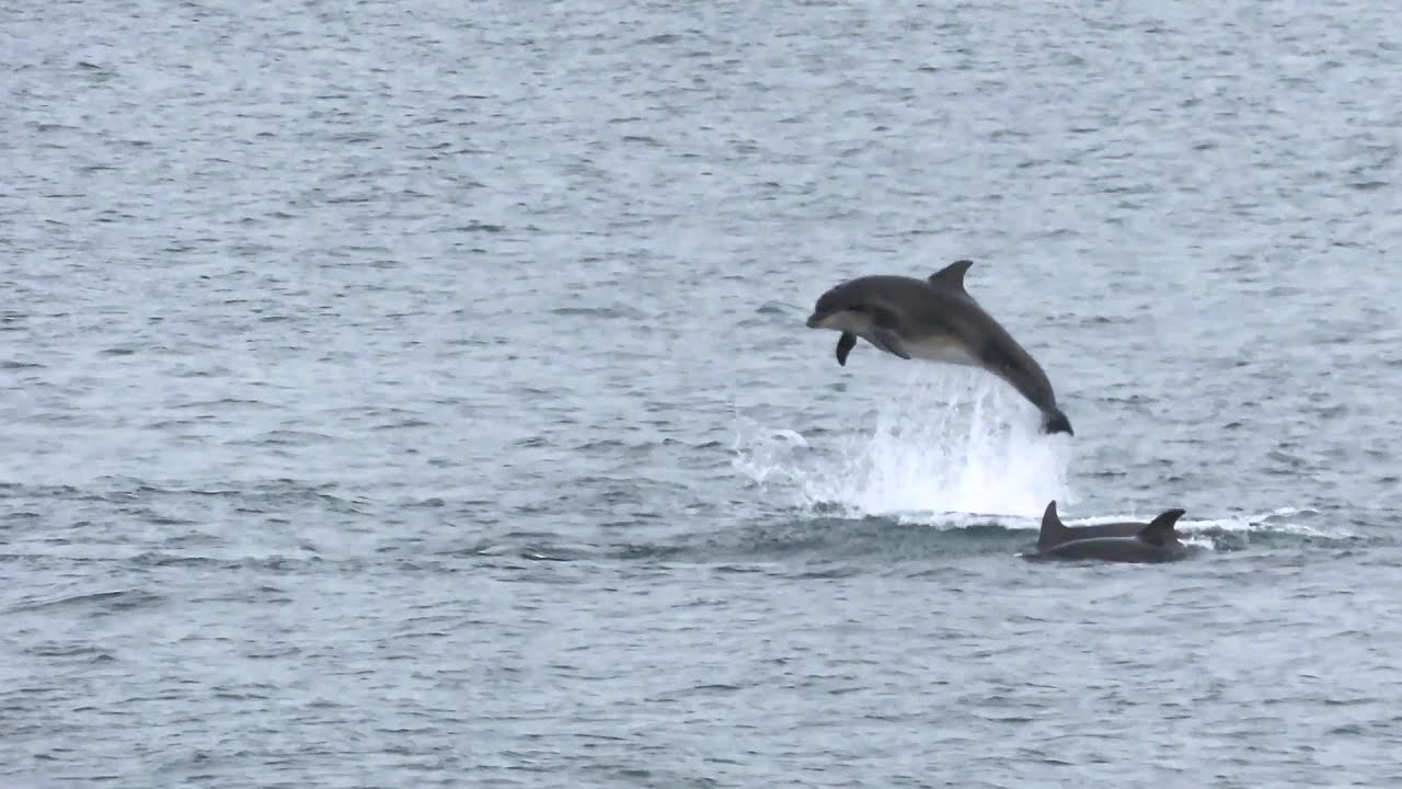 Bottlenose Dolphins putting on a flipping good show in Church Bay, Rathlin Island