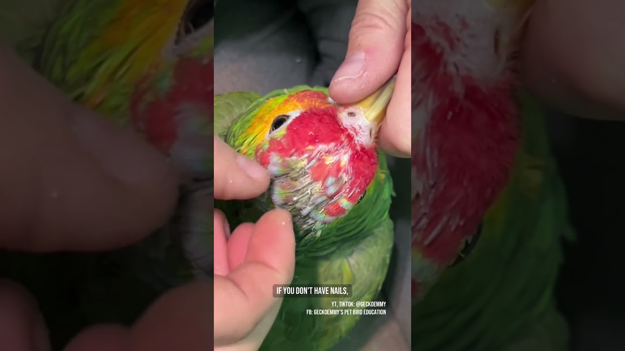 Терапия чисткой перьев #чисткаперьев #домашниептицы #уходзаперьями #расслабление