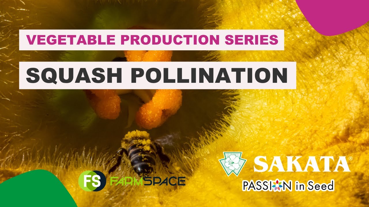 #34  Squash: Pollination
