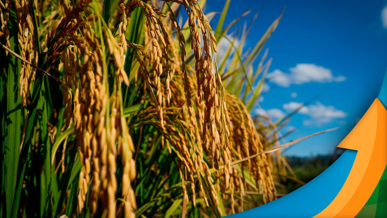Produtor de arroz precisará desembolsar 90% de sacas a mais para pagar pela atual safra, aponta C...