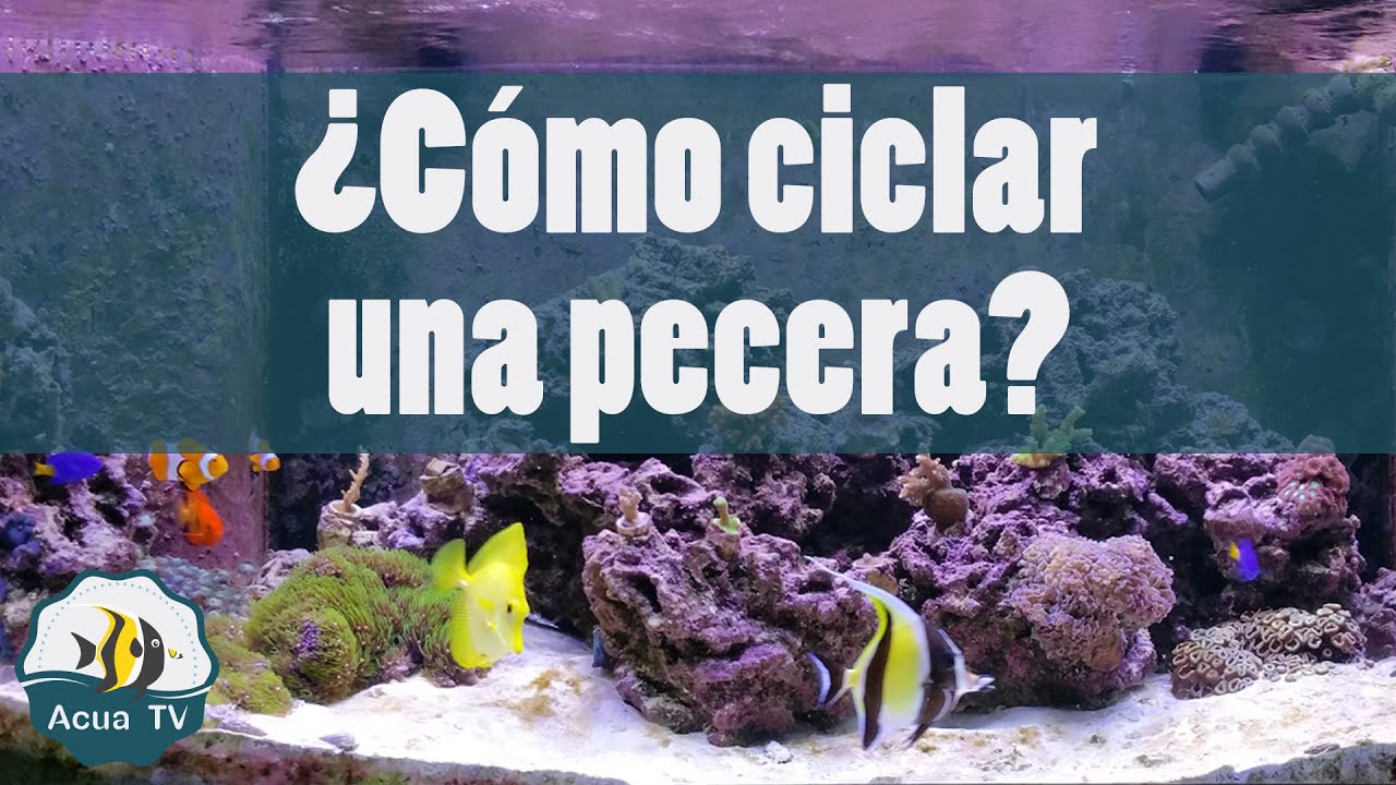¿Cómo ciclar una pecera?