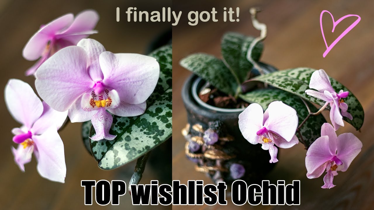 I finally got my TOP Wishlist Orchid! 💗