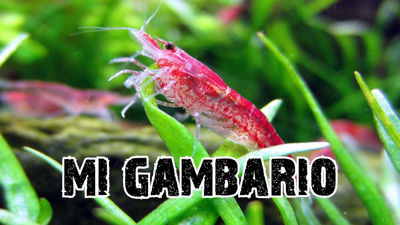 Acuarios del Manza 09 Nuevo Gambario 20L