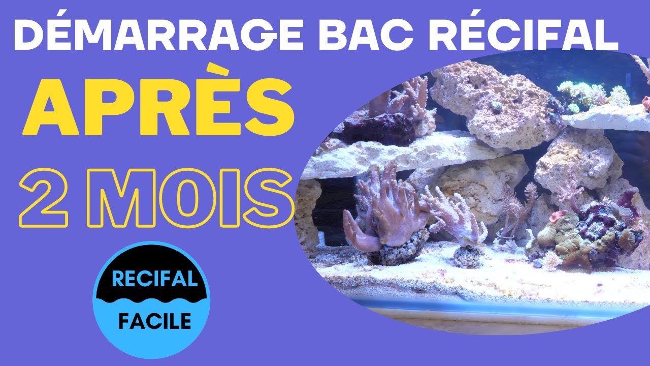 Démarrer un bac récifal : Mon Bac après 2 mois de cyclage