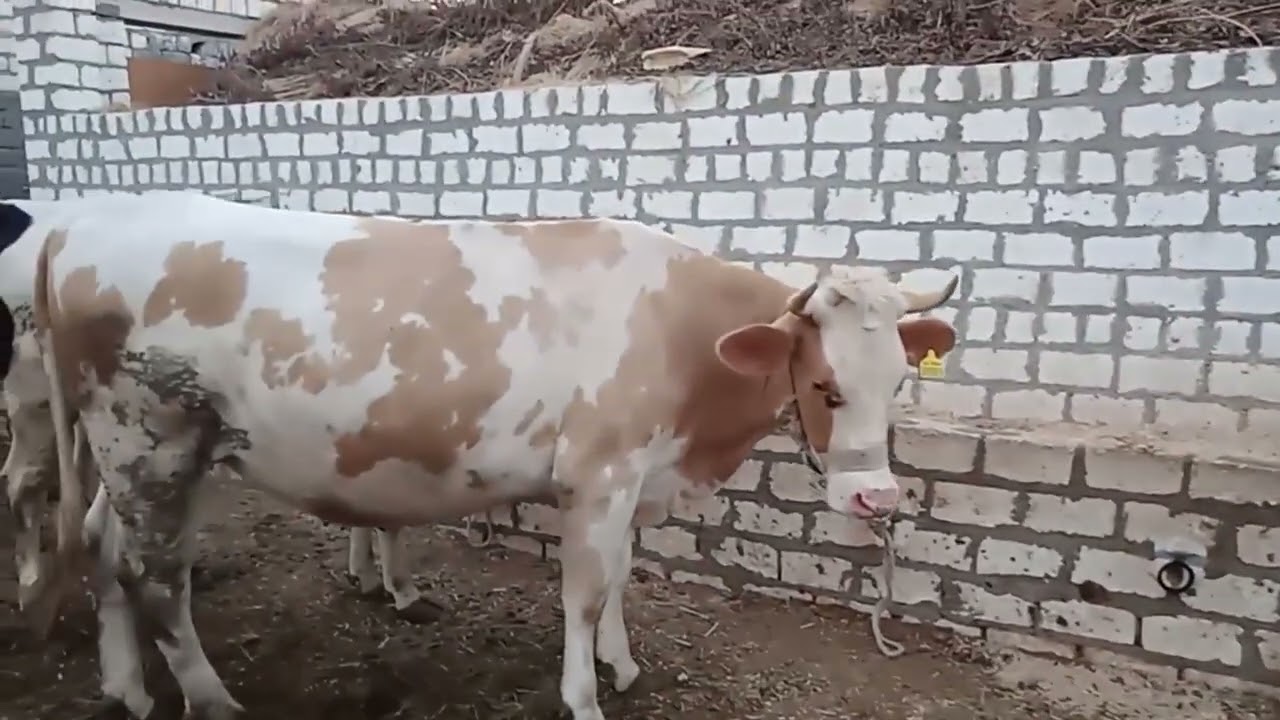 شروط تأسيس العجل البقري للتسمين