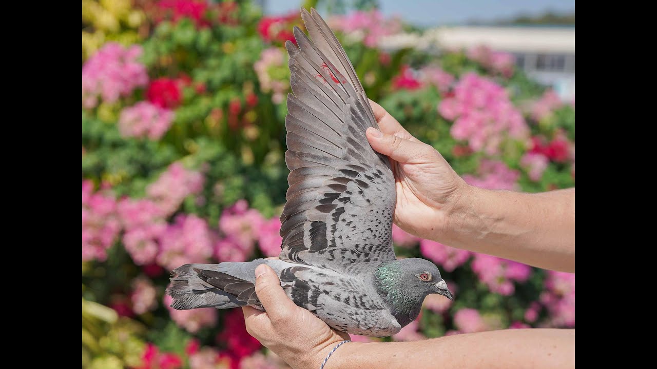 one loft racing pigeon : pattaya international pigeon race ,live final race 530 KM .