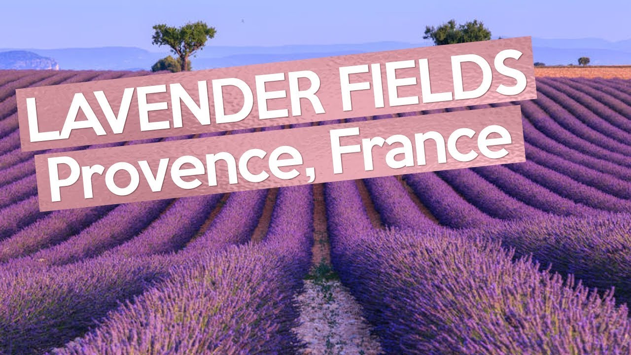 The Biggest LAVENDER FIELDS, Provence France