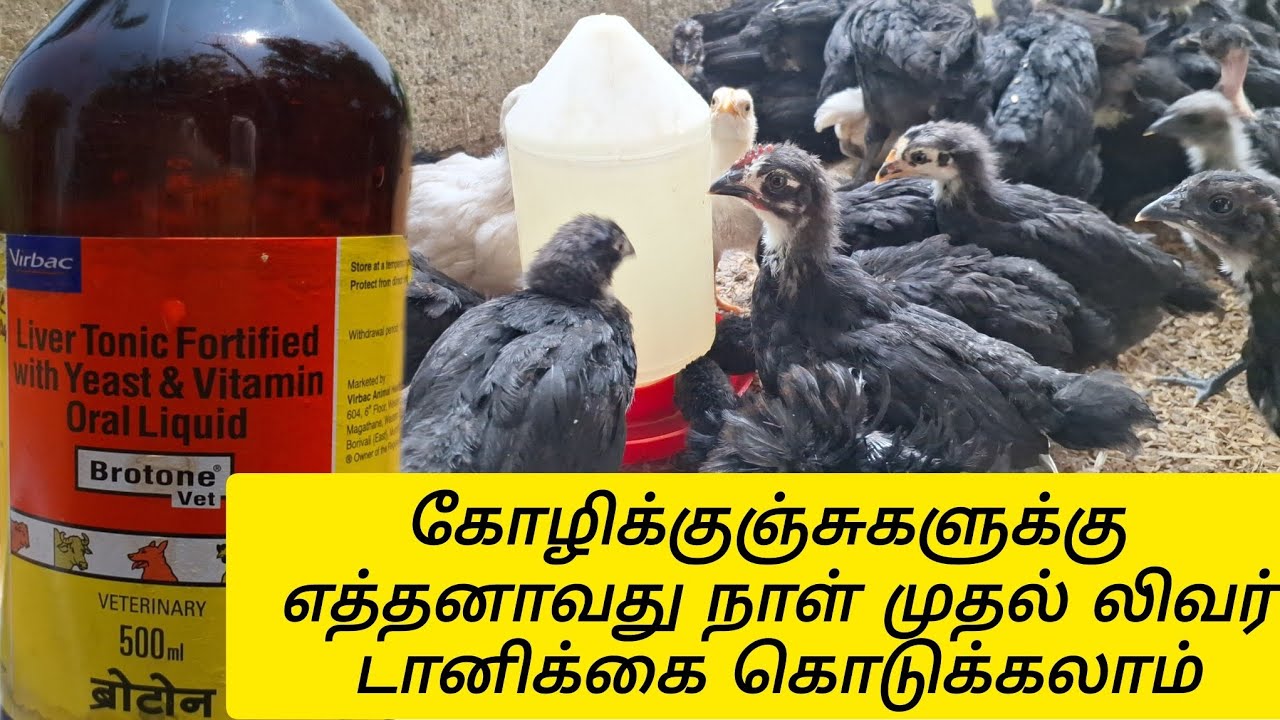 கோழி எடை அதிகரிக்க கொடுக்கக்கூடிய லிவர் டானிக்கை  | Liver Tonic Fortified