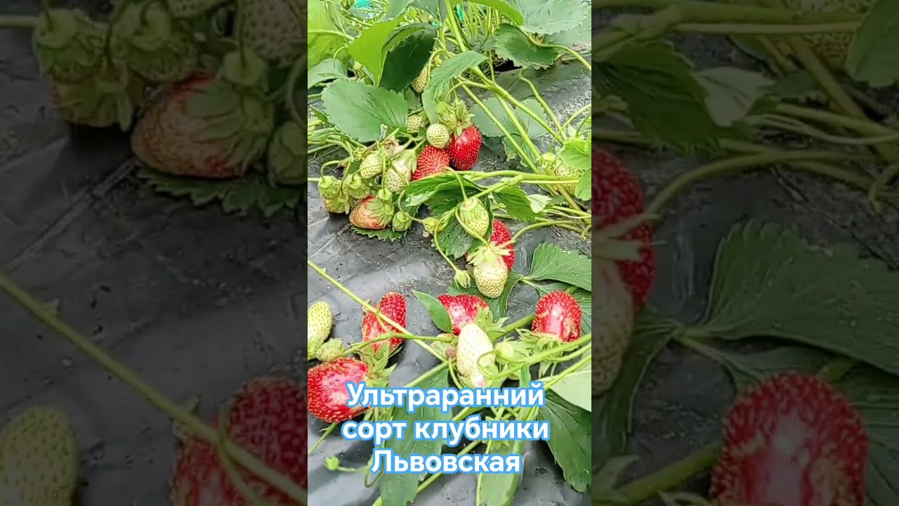 10 июня 2026 г.