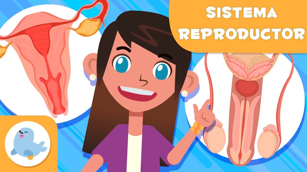 SISTEMA REPRODUCTOR FEMENINO y MASCULINO 👧👦 Ciencias para ni&ntilde;os