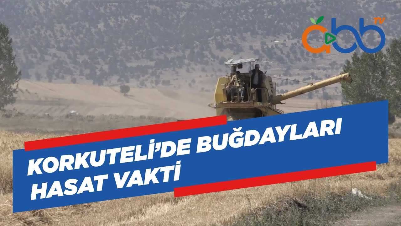 Korkuteli’de Buğdayları Hasat Vakti
