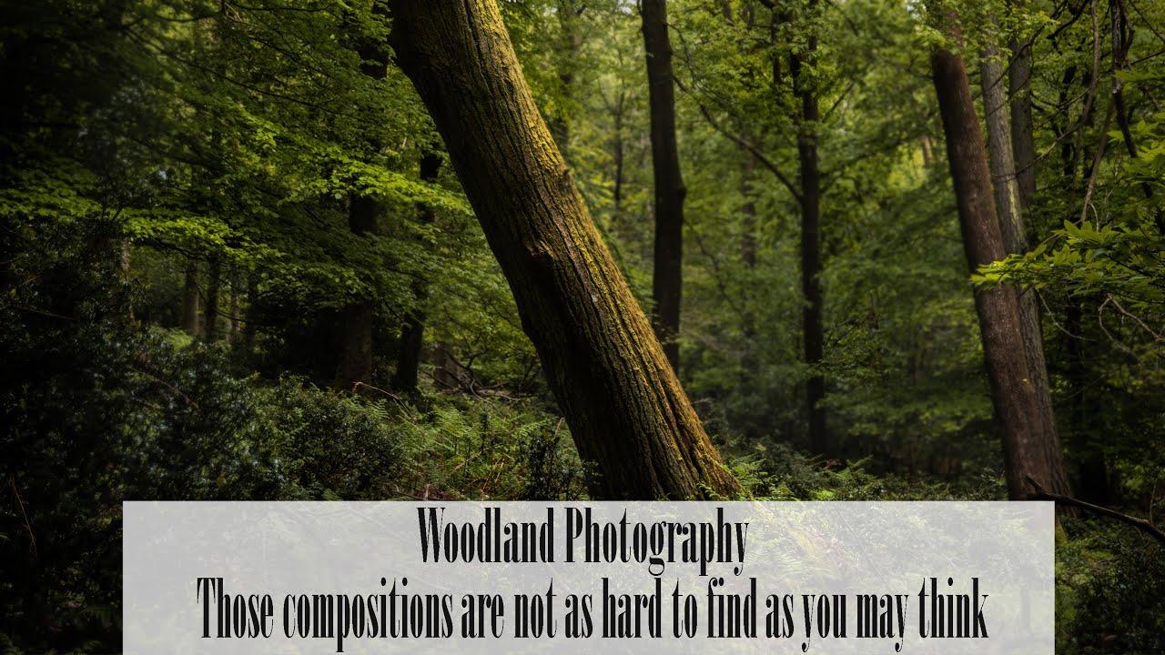 Woodland photography ! It’s not as hard as you may think !!!
