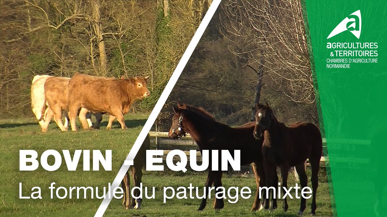 Pâturage mixte équin-bovin : Une formule qui gagne