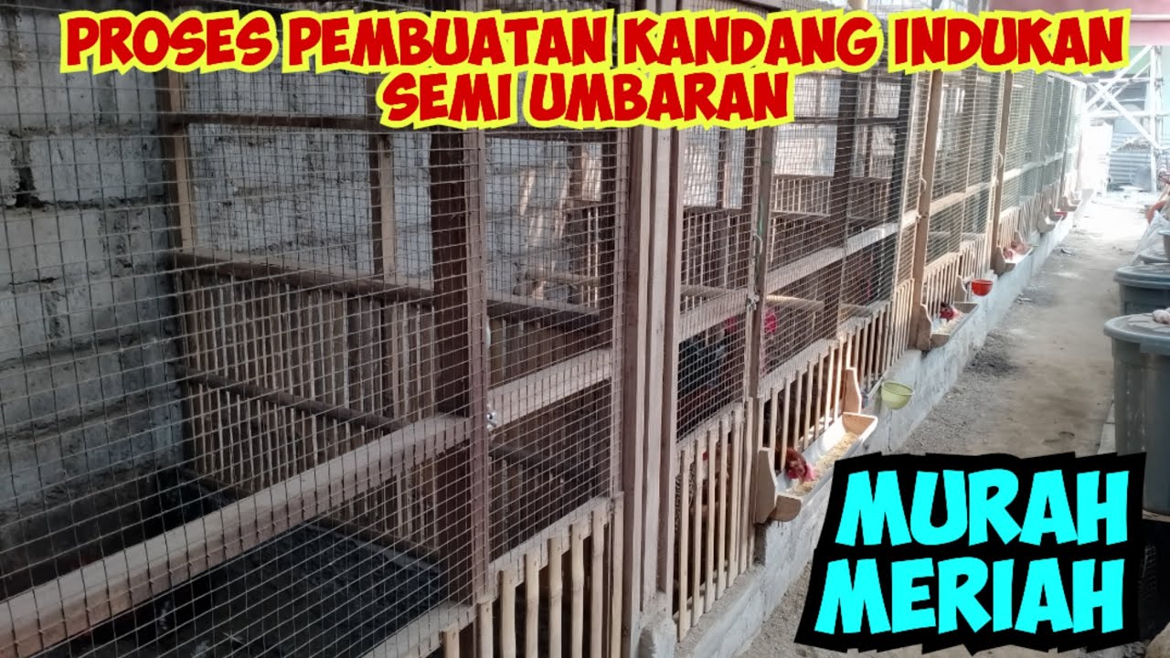Proses pembuatan kandang indukan semi umbaran