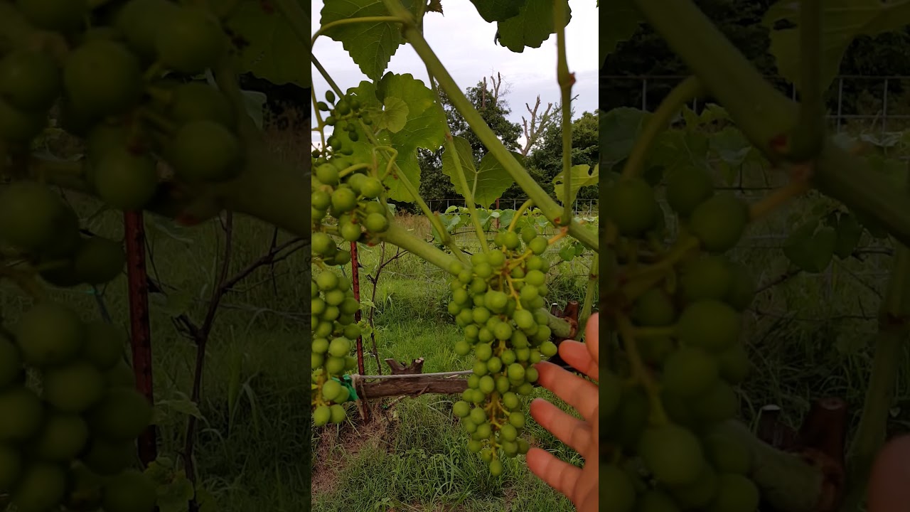 Catawba & Mars grapes