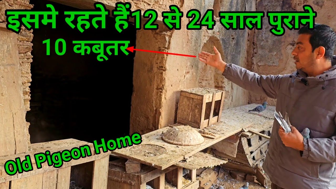 12 से 24 साल पुराने 10 कबूतर | Old Pigeon Home | Kabootar | Jaipur Tonk Pigeons