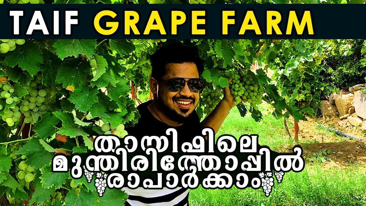Taif farm trip | Grape farm explore | One day in taif | സൗദിയിലെ മുന്തിരിത്തോപ്പിൽ രാപ്പാർക്കാം