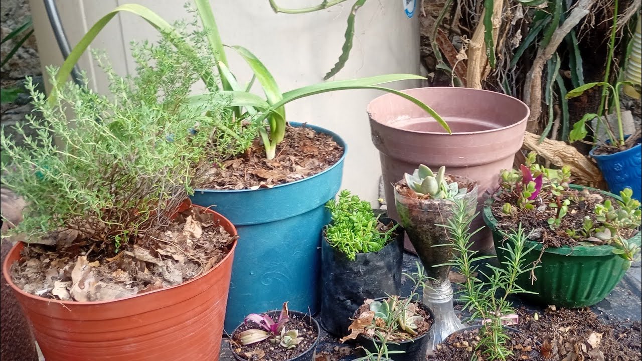 Trasplante dé algunas plantas 