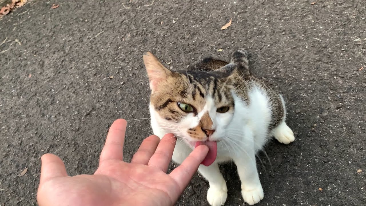 とても念入りに手をペロペロ舐めてくれるキジシロ野良猫さん