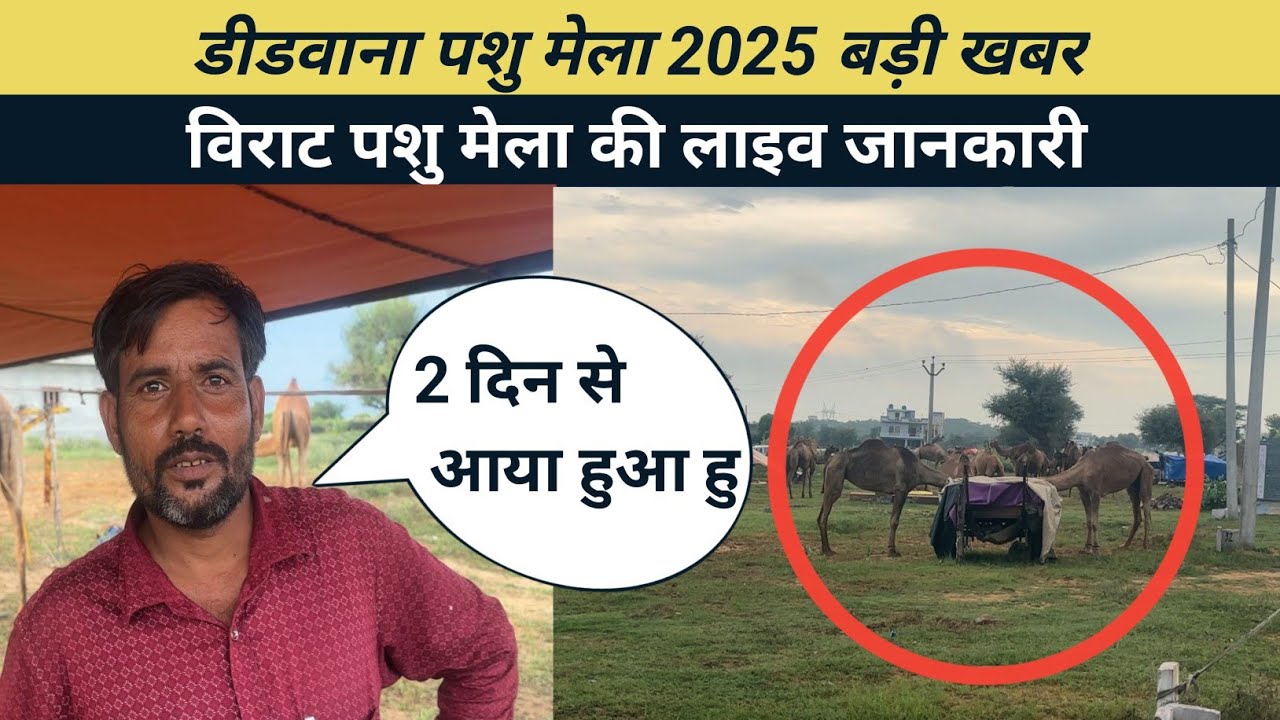 डीडवाना पशु मेला 2025 || Didwana Pashu Mela 2025 || Didwana News || Pushkar Pashu Mela 2025 | Fair