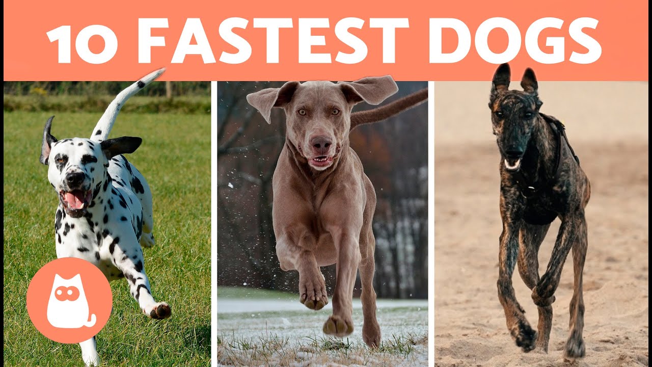 Top 10 FASTEST DOGS in the World 🐶⚡ What is the FASTEST BREED?