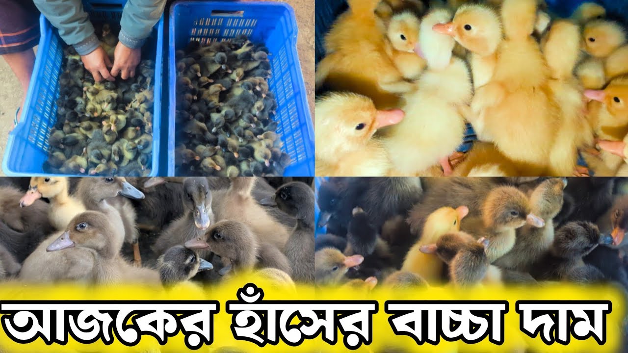 আজকের হাঁসের বাচ্চার দা'ম।। জেনে নিতে পারেন। 