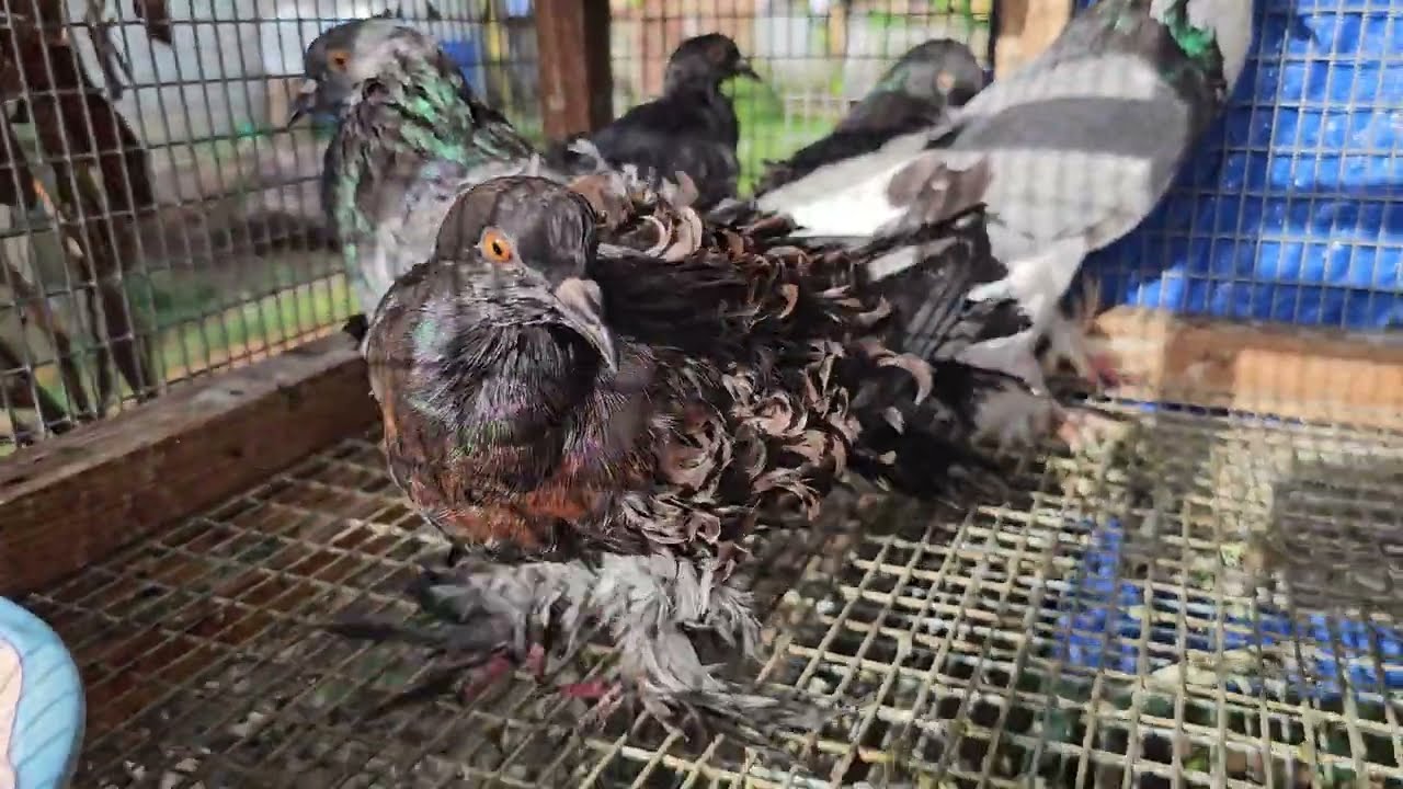Exciting Update Indian Fantail Pigeon 13/7/2015