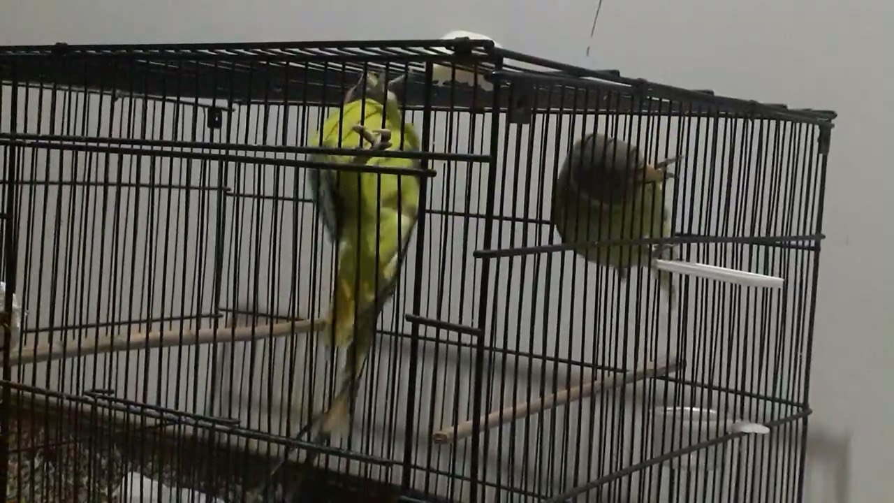 Lovely plumhead parrot pair
