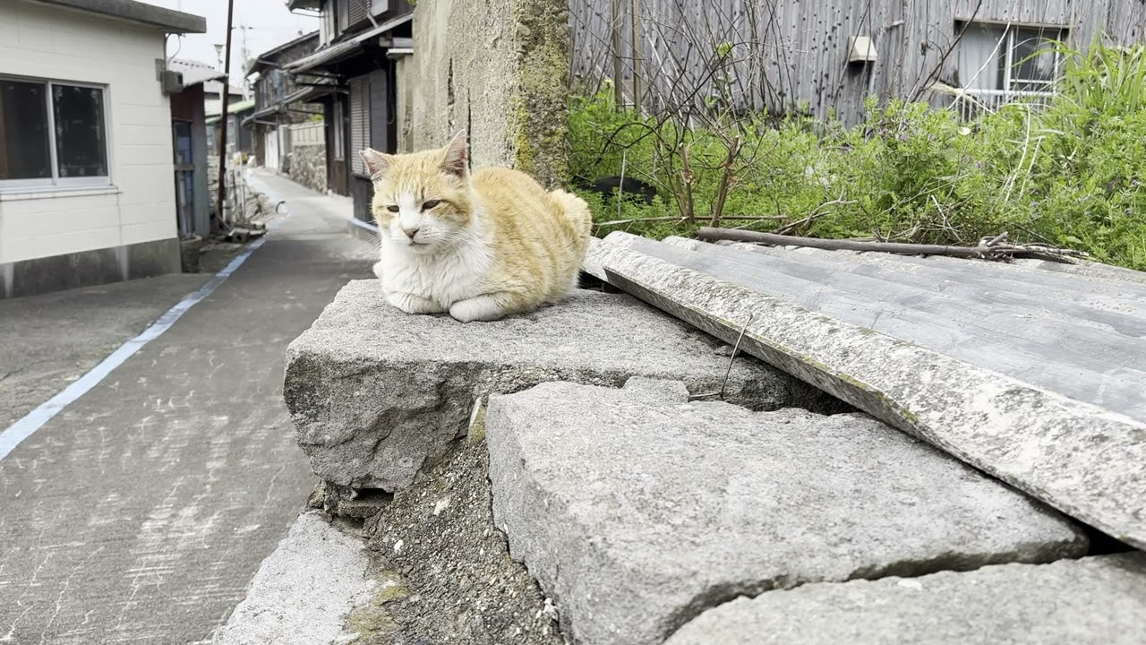 青島 石垣にいたチャシロ猫さん2