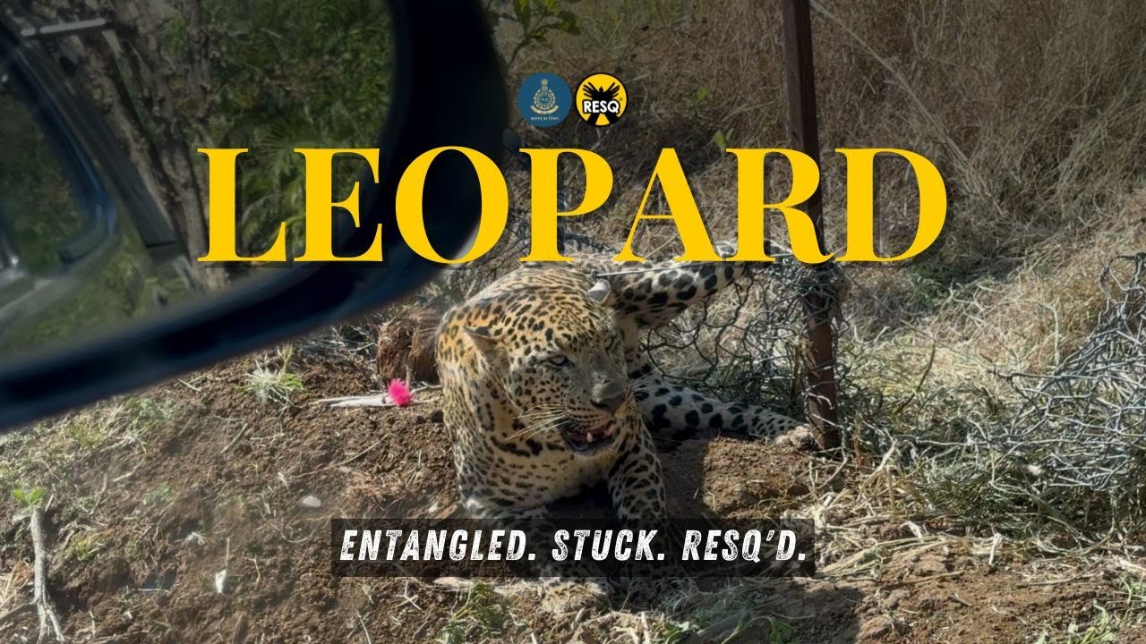 Leopard Safely Rescued From Wire Fence | RESQ CT, 2025