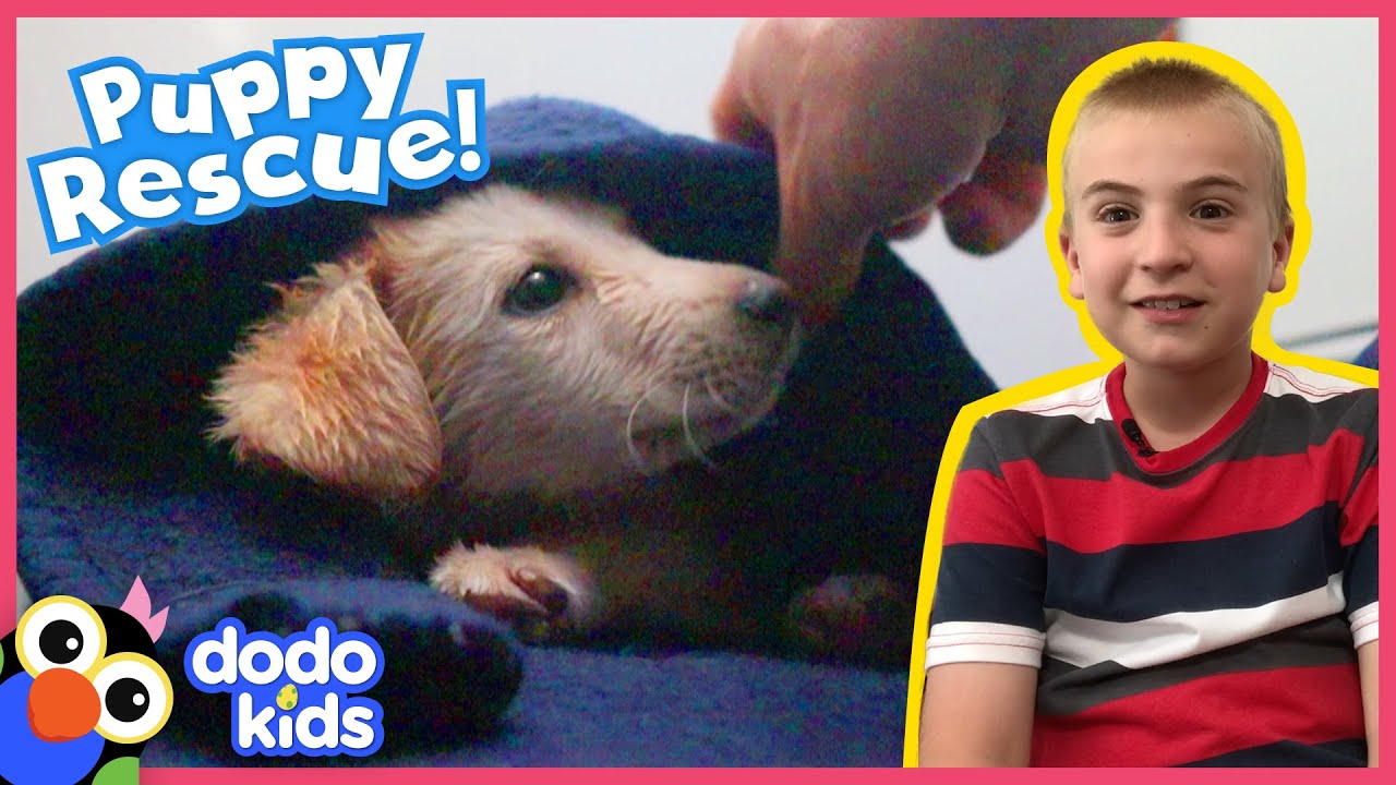 Little Puppy Won’t Stop Acting Tough, But Finally Lets Himself Be Rescued | Rescued! | Dodo Kids