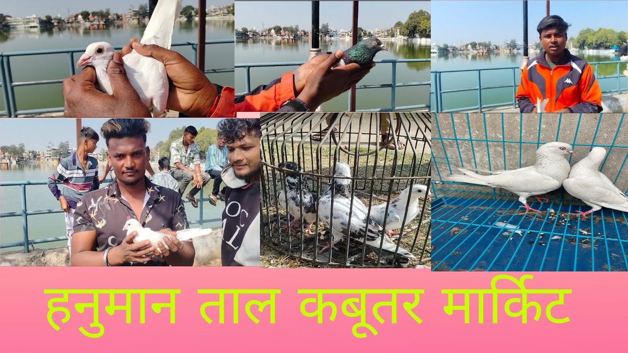 जबलपुर कबूतर मार्किट #pigeon #jabalpurmarket #birds #vilogpigeon #kabutar #birdsmarket 