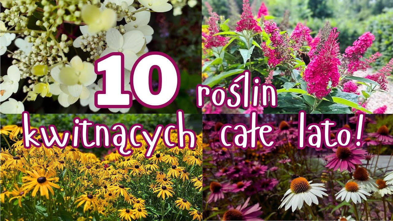 10 ROŚLIN KWITNĄCYCH CAŁE LATO! Sprawdzone POŁĄCZENIA NA RABATACH. ROŚLINY ŁATWE W UPRAWIE!