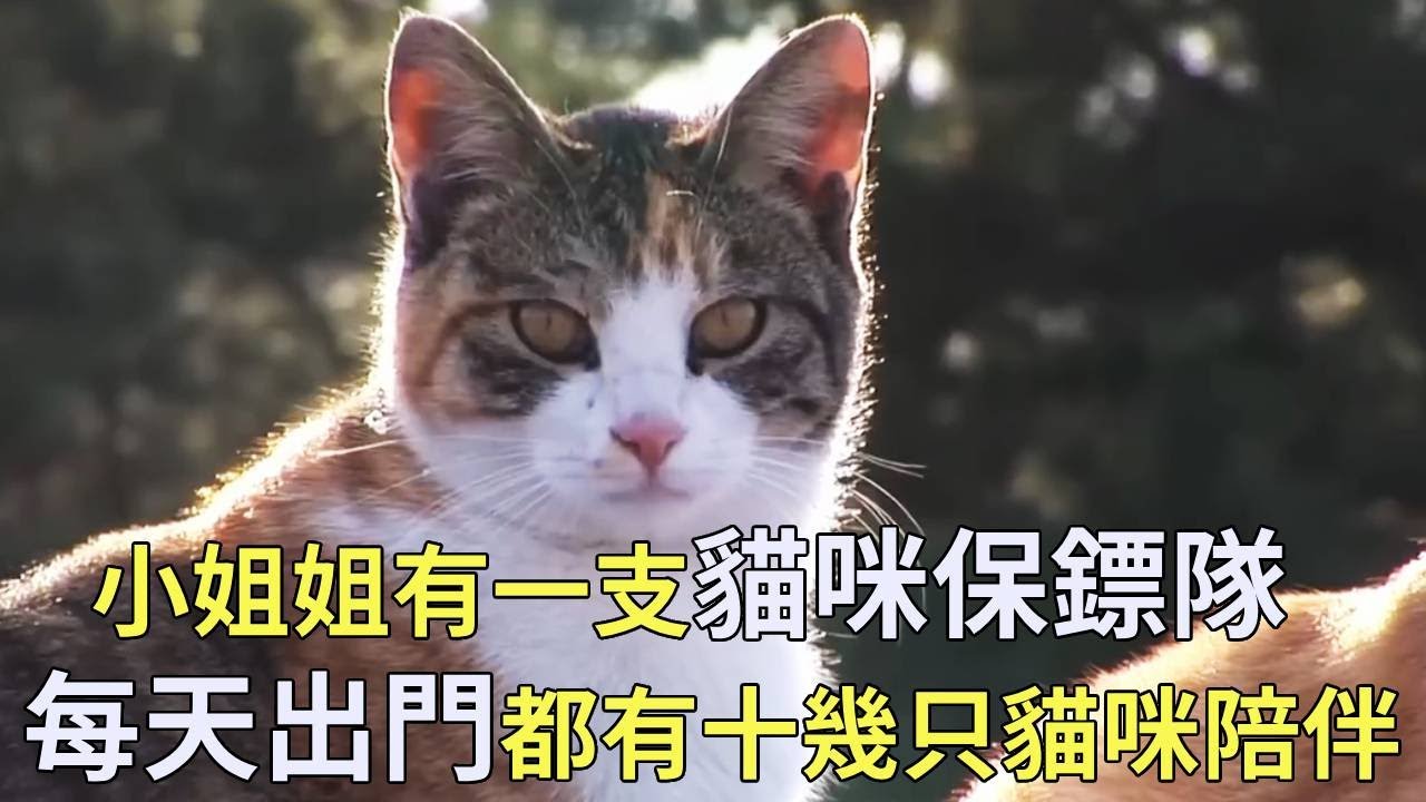 小姐姐收養了十幾只流浪貓，還把它們培養成了忠實的保鏢，每次出門都有貓咪巡邏保護【小奶狗觀影】