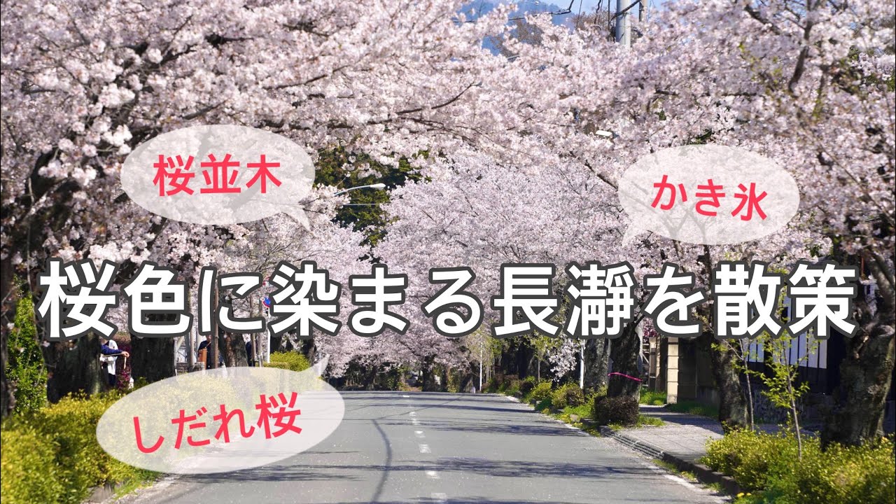 桜色に染まる長瀞を散策【埼玉県秩父の桜の名所】