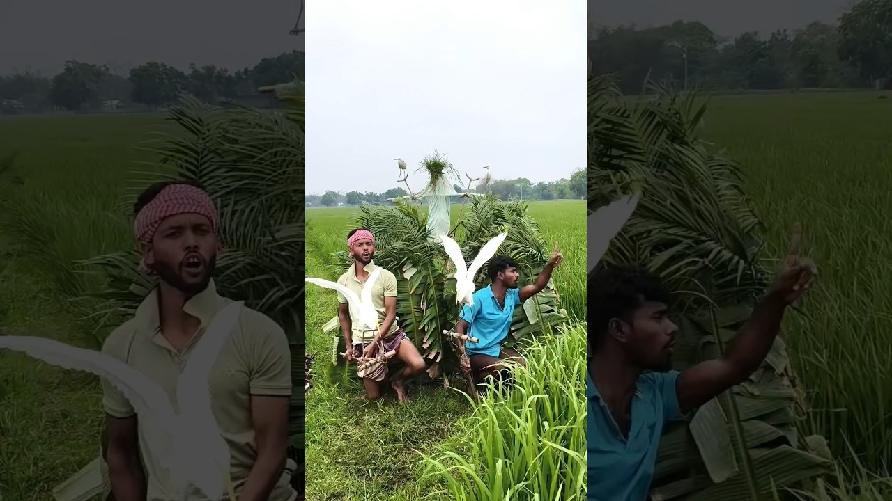 Сумасшедший трюк с ловлей птиц в деревне