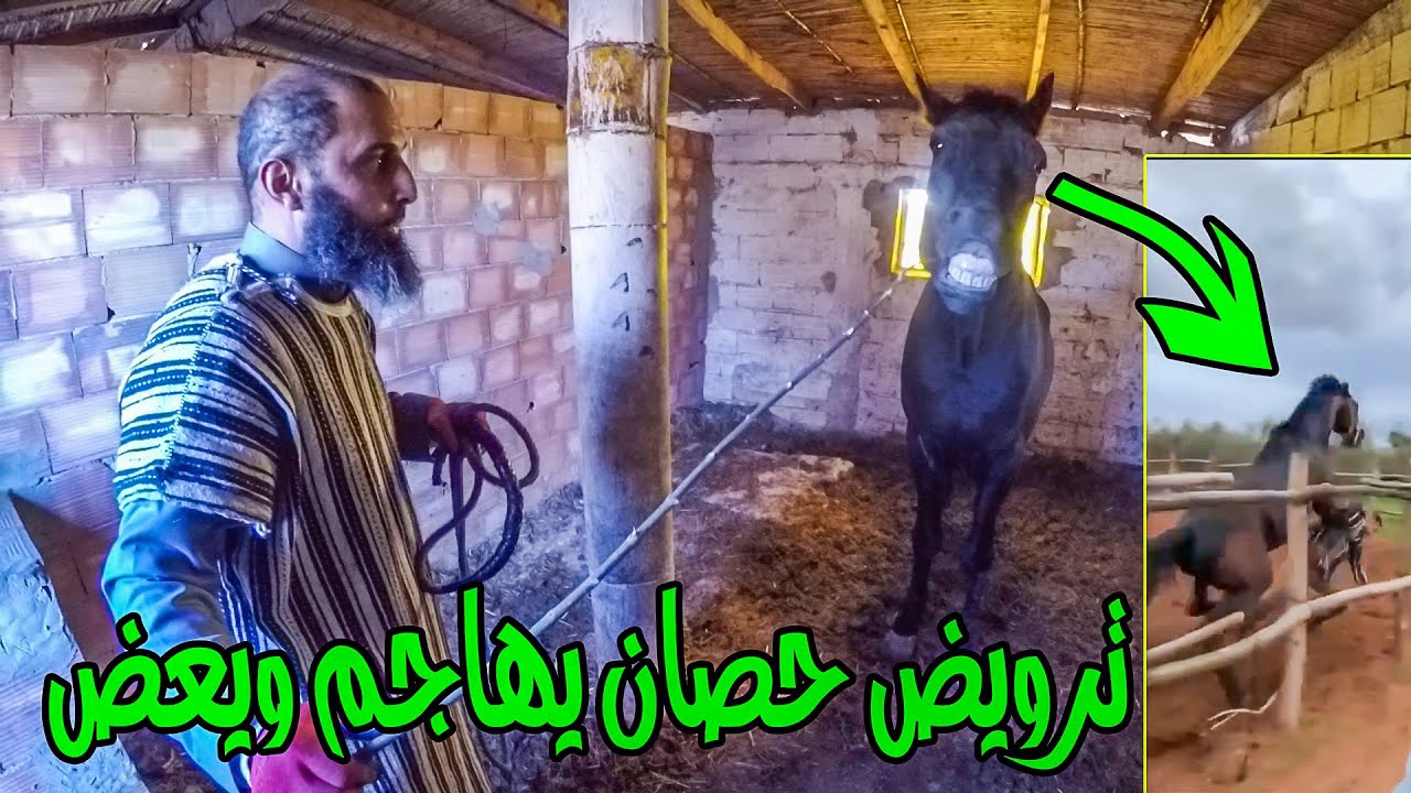 ترويض حصان  🐎خطير كيهجم على كولشي /كان غادي يقتل مولاه مع هشام ابو هاجر/ حل المشكلة بسرعة بدون ضرب