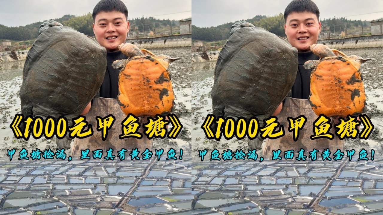 花1000元在甲鱼塘里捡漏，居然这么多货，没想到还真有金色甲鱼