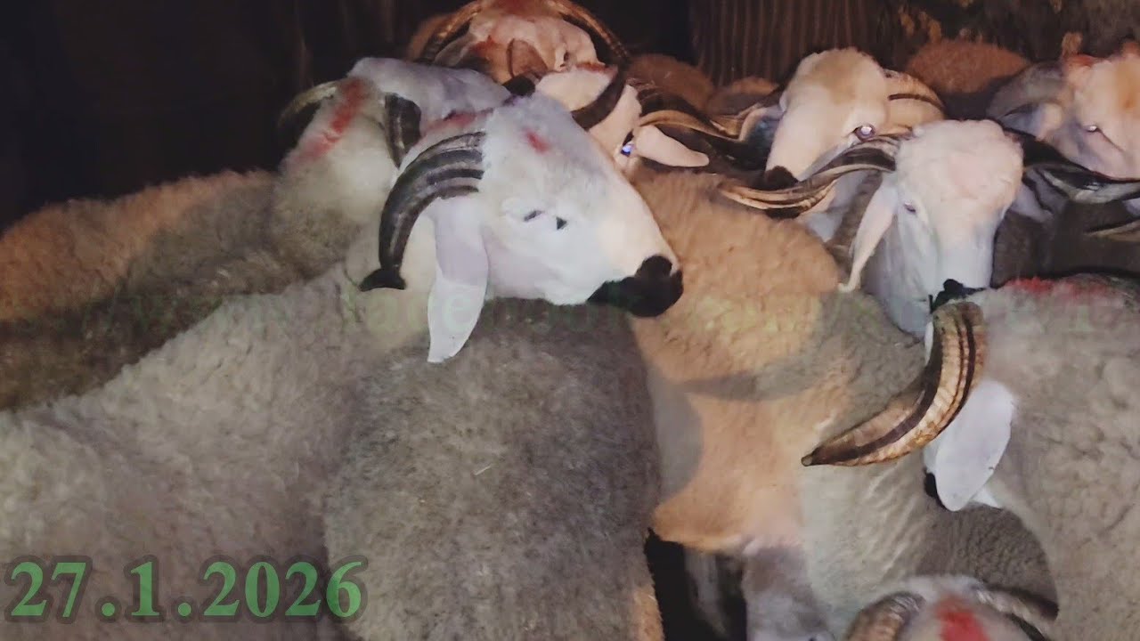 مباشرة من سوق الأسبوعي تلات فيني مع تمن  خروف
